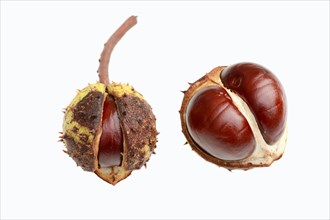 Horse Chestnut or Conker Tree (Aesculus hippocastanum)