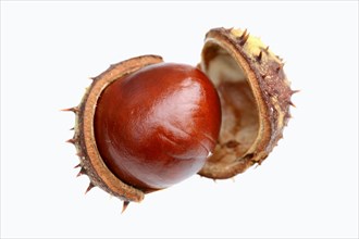 Horse Chestnut or Conker Tree (Aesculus hippocastanum)