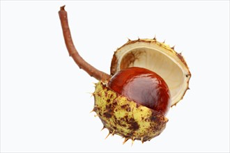 Horse Chestnut or Conker Tree (Aesculus hippocastanum)