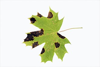 Tar Spot Fungus (Rhytisma acerinum) on the leaf of a Norway Maple (Acer platanoides)