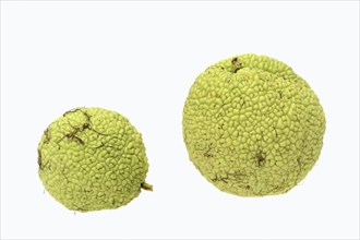 Osage Orange