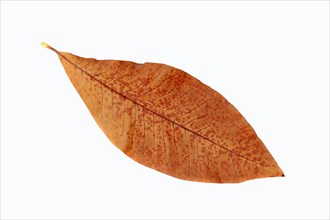 Umbrella Magnolia or Umbrella Tree (Magnolia tripetala)