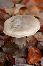 Clouded Agaric or Cloud Funnel (Lepista nebularis)