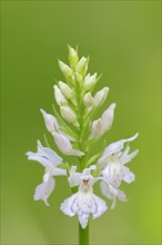 Common Spotted Orchid or Spotted Marsh Orchid (Dactylorhiza fuchsii