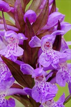 Western Marsh Orchid or Broad-leaved Marsh Orchid (Dactylorhiza majalis)