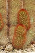 Cactus (Haageocereus dichromus)
