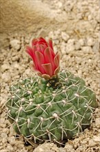 Dwarf Chin Cactus (Gymnocalycium baldianum)