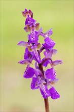 Green-winged Orchid or Green-veined Orchid (Orchis morio