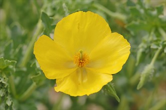 Yellow Horned Poppy (Glaucium flavum)