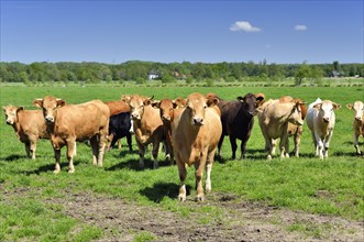 Young cattle standing on a pasture