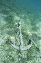 Rusted and overgrown anchor on the seabed