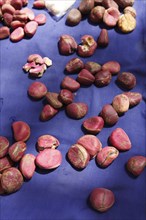 Kola nuts for sale at a market