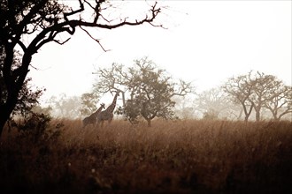 Kordofan Giraffes (Giraffa camelopardalis antiquorum) standing amidst Acacias or Thorntrees (Acacia) and Elephant Grass or Napier Grass (Pennisetum purpureum)