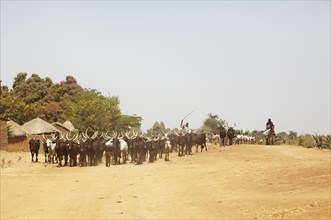 Choa Arabs driving their herd of Zebu cattle through a swarm of dragonflies