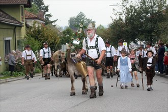 Traditional cattle drive in the Allgaeu