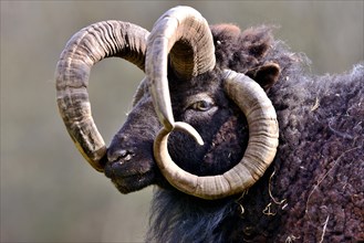 Jacob sheep or Four-horned sheep (Ovis ammon F. aries)