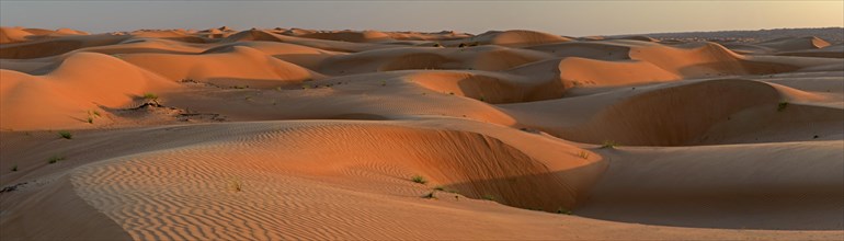 Sand dunes in the evening light
