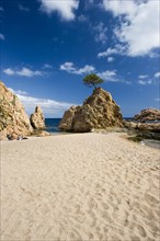 Sandy beach with rocks and solitary tree
