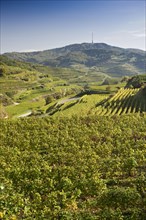 Vineyards near Oberbergen
