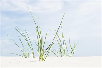 European Marram Grass or European Beachgrass (Ammophila arenaria) on a beach