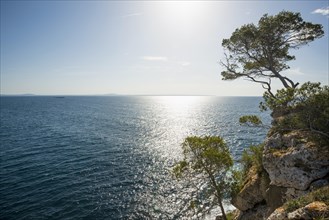 Rocky coastline with the sea and pine trees
