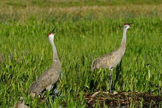 Sandhill Cranes (Grus canadensis) at a nest with eggs