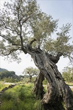 Very old olive trees (Olea europaea)
