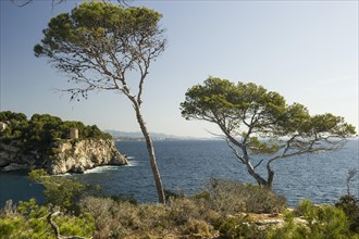 Rocky coastline with the sea and pine trees