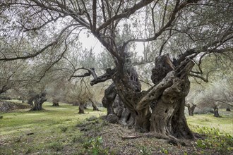 Ancient Olive Trees (Olea europaea)