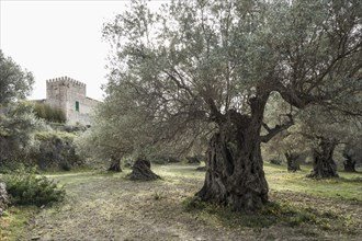 Very old olive trees (Olea europaea) and finca