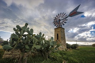 Windmill and cacti