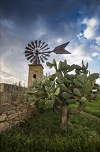 Windmill and cacti
