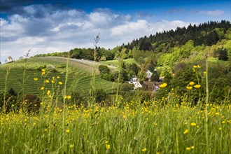 Landscape with a flower meadow and a small village