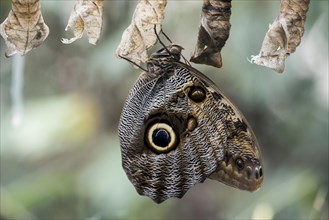 Newly hatched Forest Giant Owl butterfly (Caligo eurilochus)