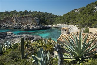 Holiday homes with cacti at a bay