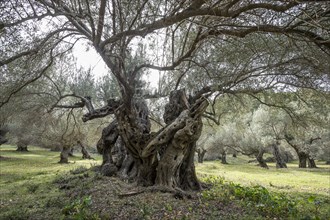 Ancient olive trees (Olea europaea)