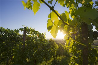 Vines in a vineyard with sun in Markgraeflerland
