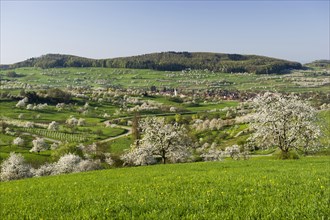 Blossoming cherry trees in Eggenertal valley