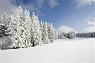 Snow-covered fir trees