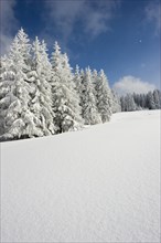 Snow-covered fir trees