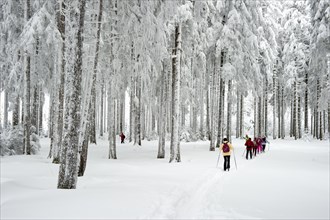 Snow-covered forest with cross-country skiers