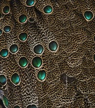 Plumage detail of Malaysian Peacock Pheasant (Polyplectron malacense)