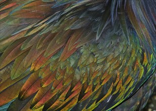 Feather detail of a Nicobar Pigeon (Caloenas nicobarica)