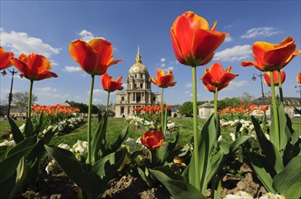 Tulips in front of the Chapel of Saint-Louis-des-Invalides