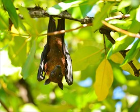 Indian flying fox or Greater Indian Fruit Bat (Pteropus giganteus) hanging from a tree