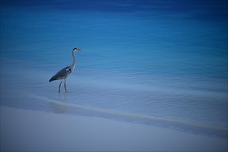 Grey Heron (Ardea cinerea) standing on beach