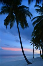 A single person under palm trees on the beach at dusk