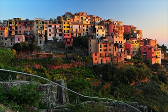 The village of Corniglia with vineyards in the evening light