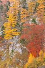 Autumnal trees on the mountainside