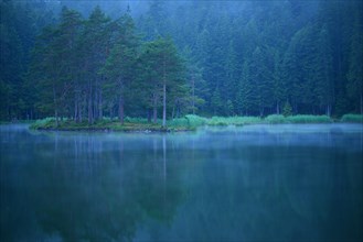 Conifer forest on lake Moserer See in mist